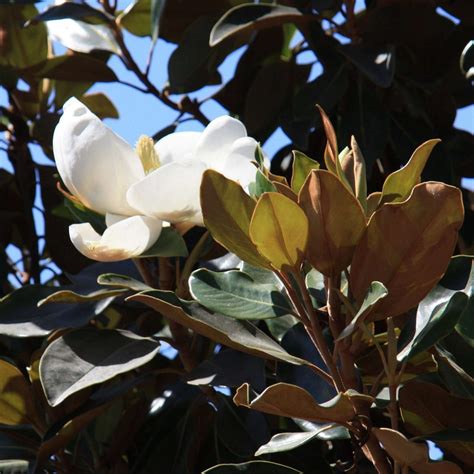 Dwarf Magnolia Trees Little Gem Magnolias | Texas Tree Farms
