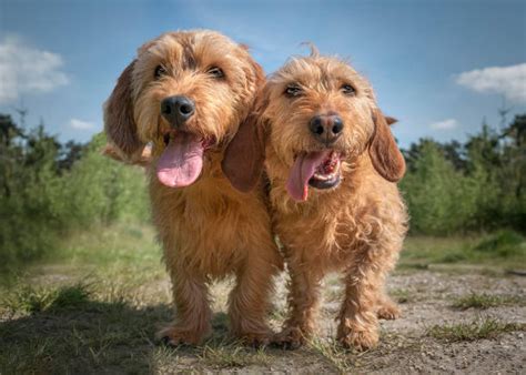 Basset Fauve de Bretagne – GoofyTails