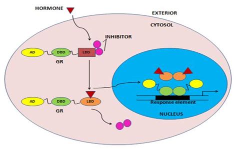 Figure 4: Model of hormone-dependent gene activation by a homodimeric ...