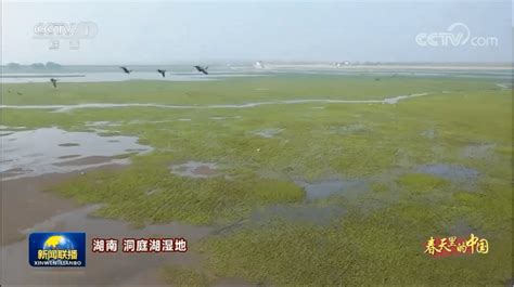 【央视•新闻联播】春天里的中国 洞庭湖湿地候鸟蹁跹_腾讯新闻