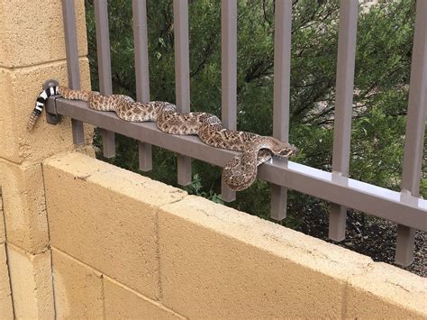 10 Important Things to Look for in a Rattlesnake Fence Provider — The ...