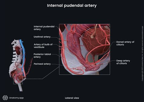 Internal pudendal artery | Anatomy.app