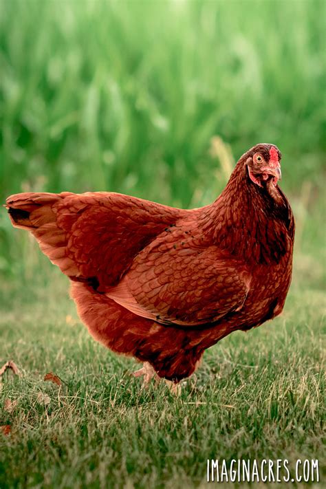 High Breed Chicken