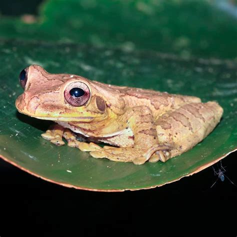 What Does A Frog Mean When You See One at Sean Askew blog