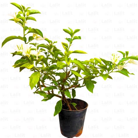 Dwarf Bougainvillea (Any Color) - Plant – Lalit Enterprise