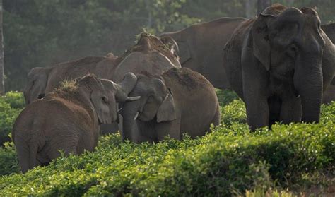 வால்பாறையில் நிலவும் பருவநிலை மாற்றத்தால் கேரளாவுக்கு இடம்பெயரும் ...