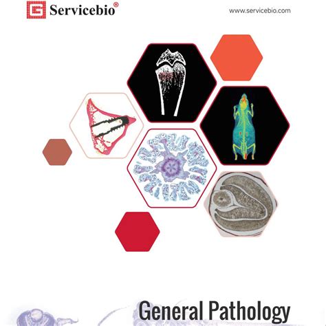 Image result for paraformaldehyde