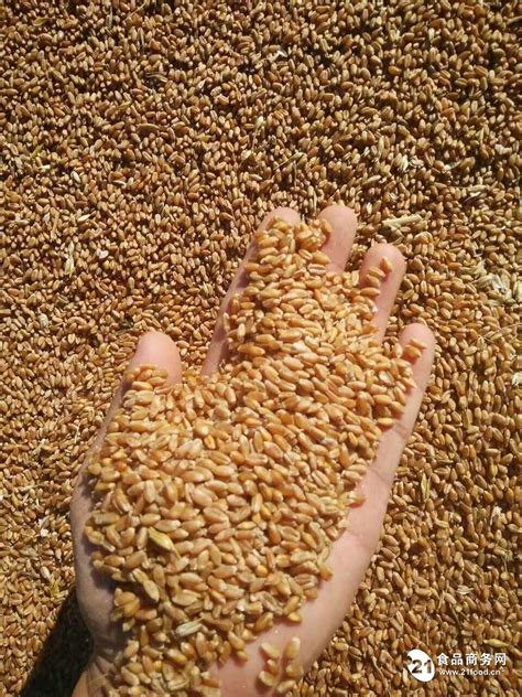 东北小麦价格_黑龙江__麦类-食品商务网