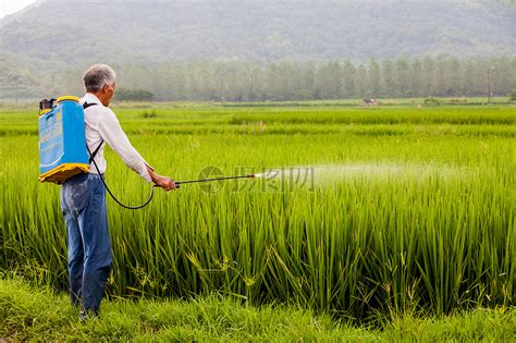 稻田种植人工喷洒农药的农民高清图片下载-正版图片500575596-摄图网