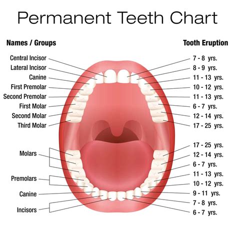 Where Are The Premolar Teeth In The Mouth? - ArchWired