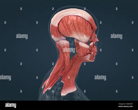 Female neck shoulder muscles anatomy hi-res stock photography and images - Alamy