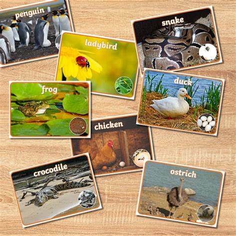 Early Years Easter Activities for Ages 3-4 - Twinkl