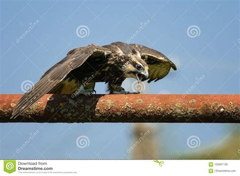 鸷- Saker猎鹰在有被涂的翼的管站立 库存照片. 图片 包括有 saker猎鹰在有被涂的翼的管站立 - 103091126