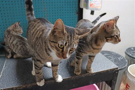 Remembering animals during the giving season | The Graham Leader