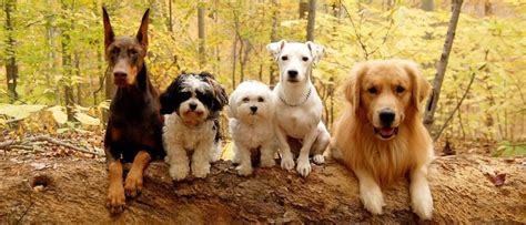 The Social Dog Workshop, Leash Free Living (Millersville), 3 February ...