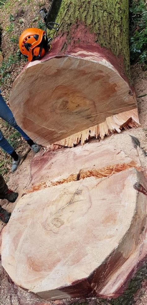 Image result for Felling a Large Tree