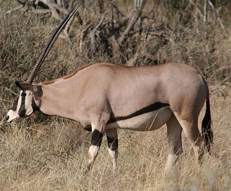 East African Oryx | Creatures of the World Wikia | Fandom