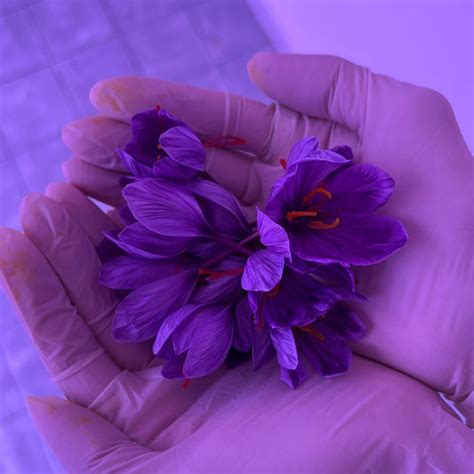 Celebrating the Excellence of Patil Farms