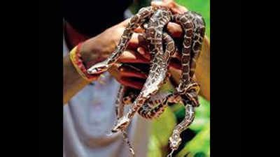 Chennai: No income, Snake Park staring at closure | Chennai News ...