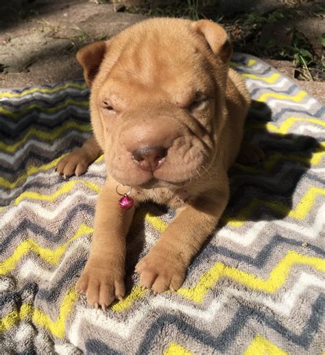 Chinese Shar Pei Puppies For Sale | Fort Worth, TX #332973
