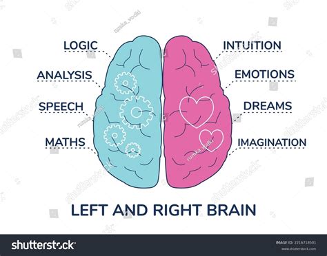 Left Right Hemisphere 的图像结果