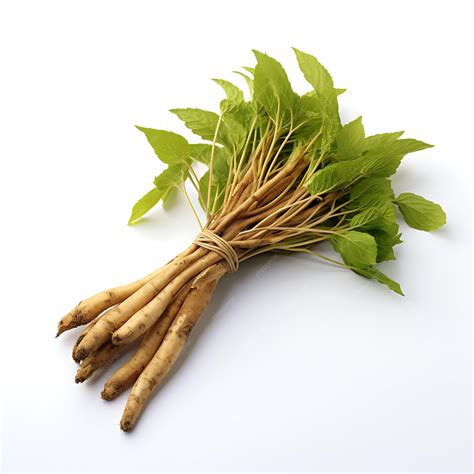 Premium AI Image | Isolated of Yellow Dock Root Herb Type Rumex Crispus ...