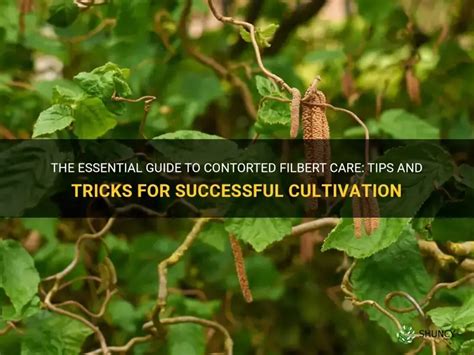 Pruning a Contorted Filbert Tree 的图像结果