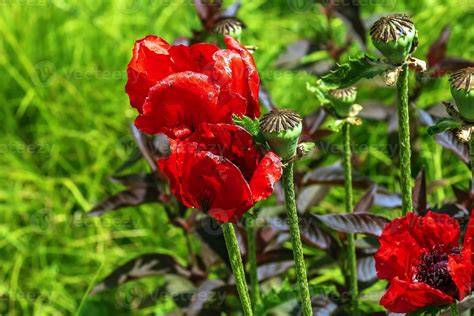 Opium poppy flower, in Latin papaver somniferum. Box of poppy seeds ...