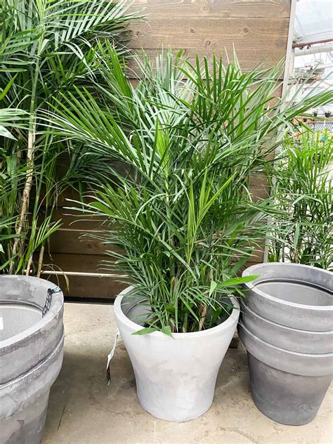 Majesty Palm Care Guide - Paisley Plants