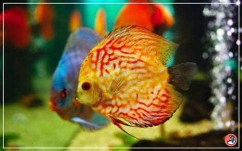 Image result for Discus Fish Care Guide