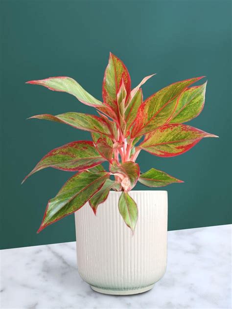 Buy Plants Online | Greenkin - India's Best Online Plant Nursery