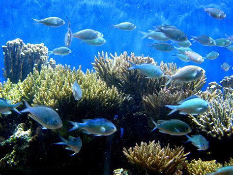 Infinite in All Directions: the Fiske Fiasco, Hollywood's Academic ...