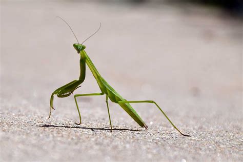 Image result for Praying Mantis