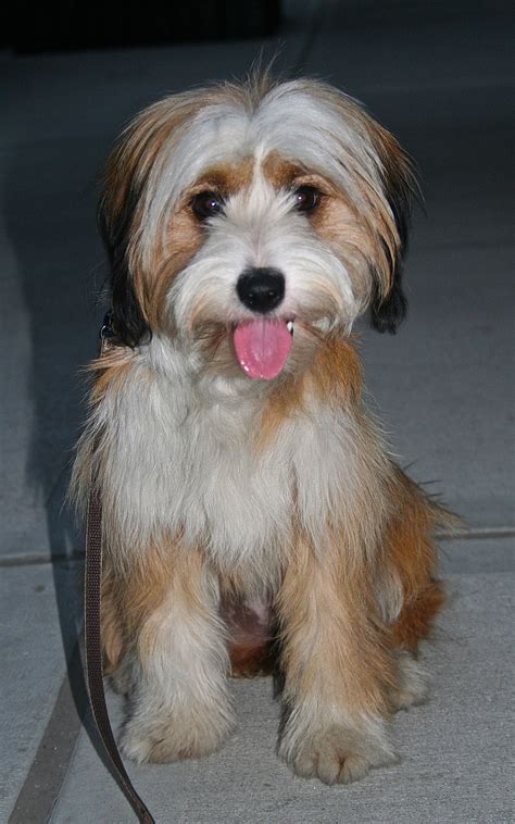 Tibetan Terrier