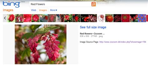 Bing Advanced Image Search 的图像结果