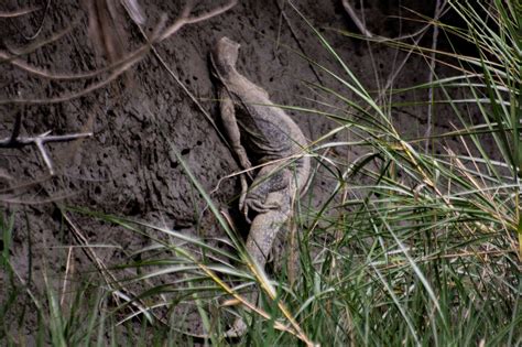 Sundarbans National Park Travel Itinerary | Shoestring Travel : Travel ...