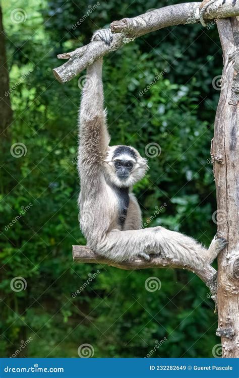 Northern White-cheeked Gibbon, Nomascus Leucogenys Stock Image - Image ...