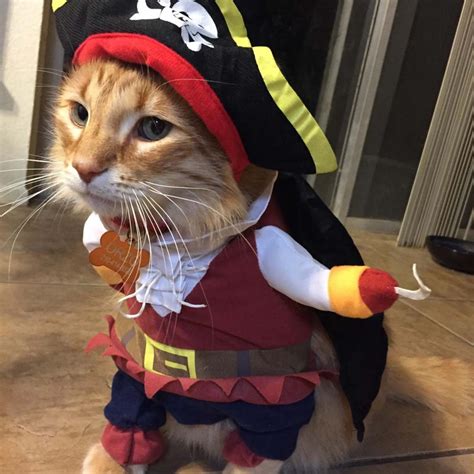 Cat In A Pirate Costume Funny Pirate Cat Halloween Costume Pose. - Cute ...
