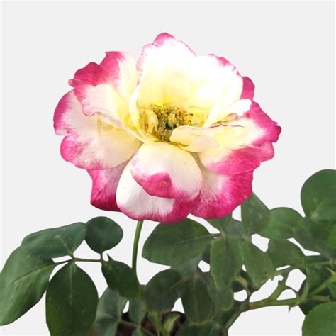 Buy Rose Bicolor Plant online at best price from plantsguru
