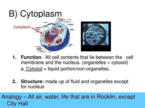 PPT - Cell Organelles Analogy PowerPoint Presentation, free download ...