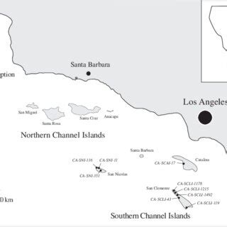 Image result for Axolotl Drawing Tutorial