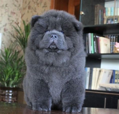 Blue Chow Dog