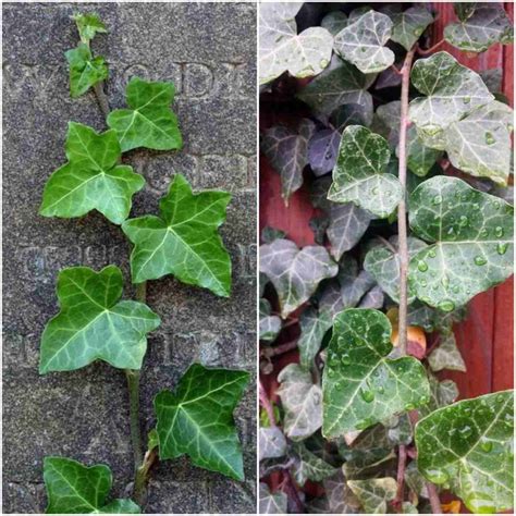 Growing English ivy Plant (Hedera helix) - A Full Guide | Gardening Tips