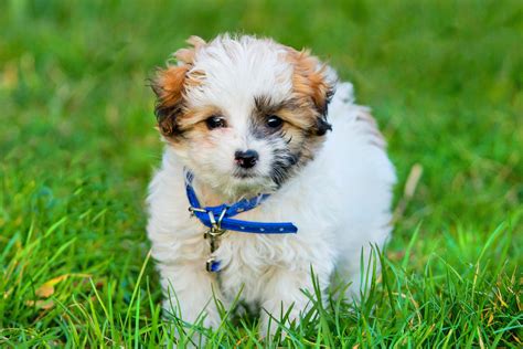 Little Dog Breeds That Dont Shed