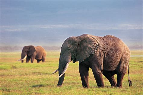 Image result for Elephant Toothpasste Exploding