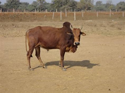 kosali_bull.jpg | Dairy Knowledge Portal