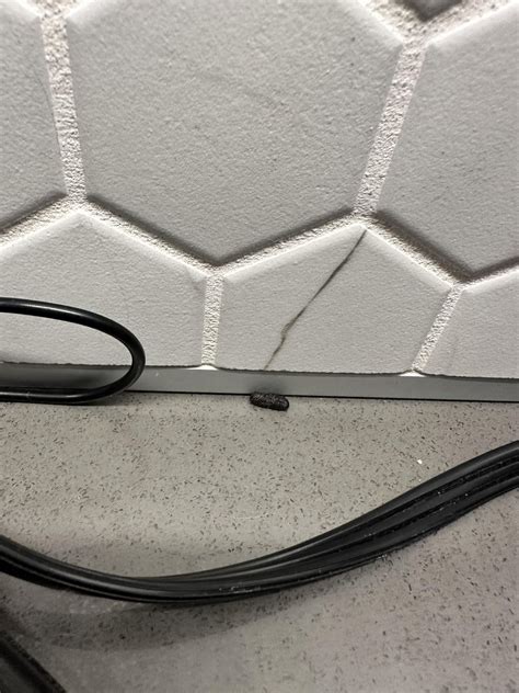 Cockroach Droppings 的图像结果