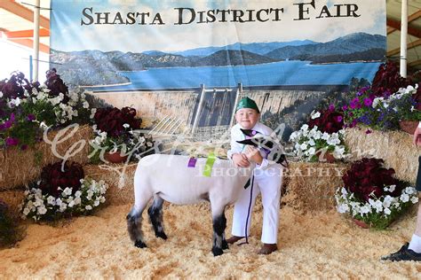 SHASTA DISTRICT FAIR_2022 - CRYSTAL AMEN