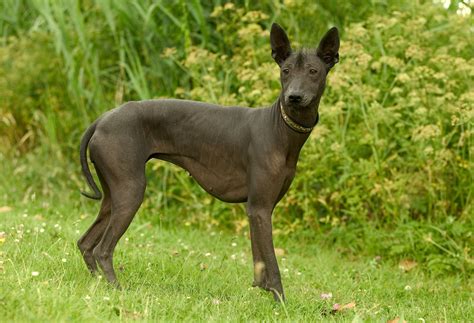 This Hairless Mexican Dog Has a Storied, Ancient Past | National Geographic