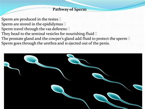 PPT - CHAPTER 18 PowerPoint Presentation, free download - ID:829170